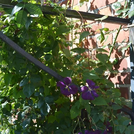 Casa de Férias Freistehendes Reetdachhaus Auf Einem Grossen Grundstueck In Ruhiger Umgebung *